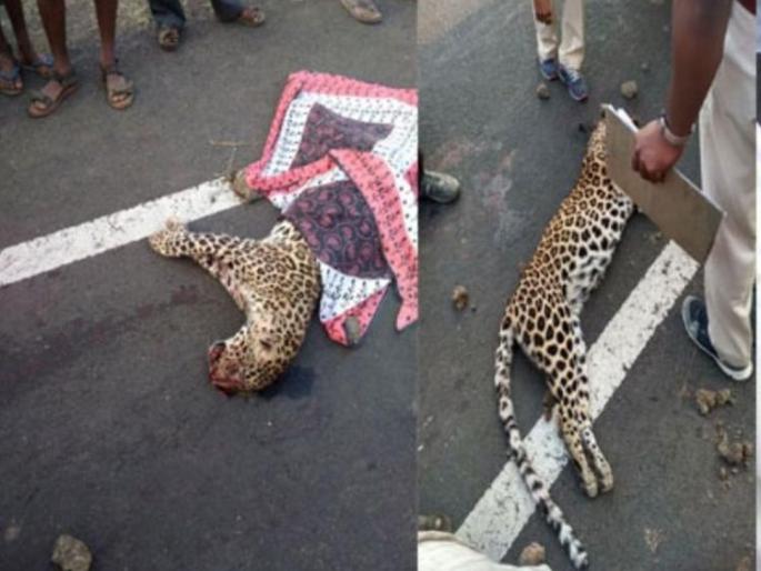 An unidentified vehicle killed leopard on the Nagpur-Amravati highway | नागपूर -अमरावती राष्ट्रीय  महामार्गावर अज्ञात वाहनाच्या धडकेत बिबट ठार
