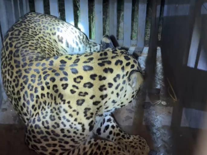 Leopard that caused havoc in Thorandale village of Ambegaon taluka captured | आंबेगाव तालुक्याच्या थोरांदळे गावात धुमाकूळ घालणारा बिबट्या जेरबंद Leopard that caused havoc in Thorandale village of Ambegaon taluka captured | आंबेगाव तालुक्याच्या थोरांदळे गावात धुमाकूळ घालणारा बिबट्या जेरबंद