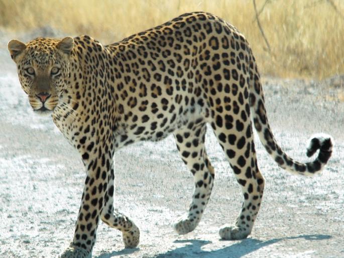 Pune residents beware! A leopard has come to the gate of the city | पुणेकरांनो सावधान! शहराच्या वेशीवर आलाय बिबट्या Pune residents beware! A leopard has come to the gate of the city | पुणेकरांनो सावधान! शहराच्या वेशीवर आलाय बिबट्या