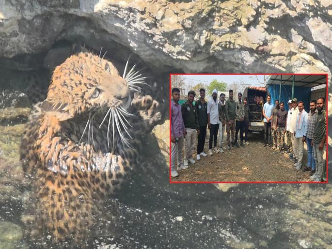 Mahur Wildlife Rescue: Leopard Fallen in Well Safely Rescued and Released into Forest; Swift Action by Forest Dept | पाण्याच्या शोधातील बिबट्या विहिरीत पडला; माहूर वन अधिकाऱ्यांच्या तत्परतेमुळे यशस्वी सुटका Mahur Wildlife Rescue: Leopard Fallen in Well Safely Rescued and Released into Forest; Swift Action by Forest Dept | पाण्याच्या शोधातील बिबट्या विहिरीत पडला; माहूर वन अधिकाऱ्यांच्या तत्परतेमुळे यशस्वी सुटका