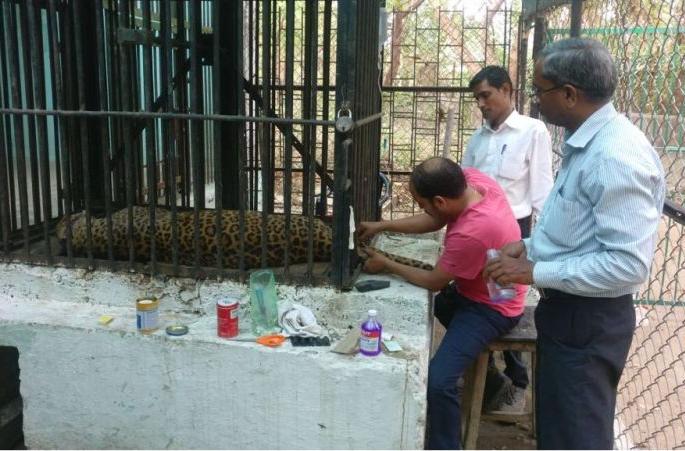 Death of 'Ajay' leopard in Maharaj Bagh zoo in Nagpur | नागपूरच्या महाराजबाग प्राणिसंग्रहालयातील ‘अजय’ बिबट्याचा मृत्यू Death of 'Ajay' leopard in Maharaj Bagh zoo in Nagpur | नागपूरच्या महाराजबाग प्राणिसंग्रहालयातील ‘अजय’ बिबट्याचा मृत्यू