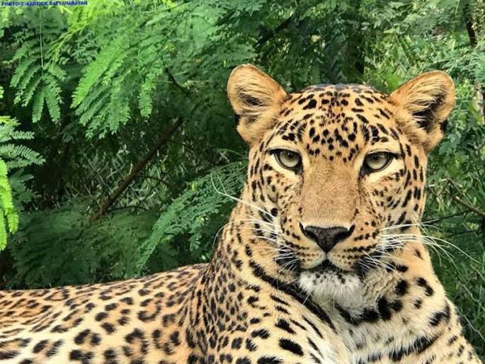 After the Tigers in Mihan, now the Dabha area found leopard | मिहानमधील वाघापाठोपाठ आता दाभा परिसरात बिबट्या After the Tigers in Mihan, now the Dabha area found leopard | मिहानमधील वाघापाठोपाठ आता दाभा परिसरात बिबट्या