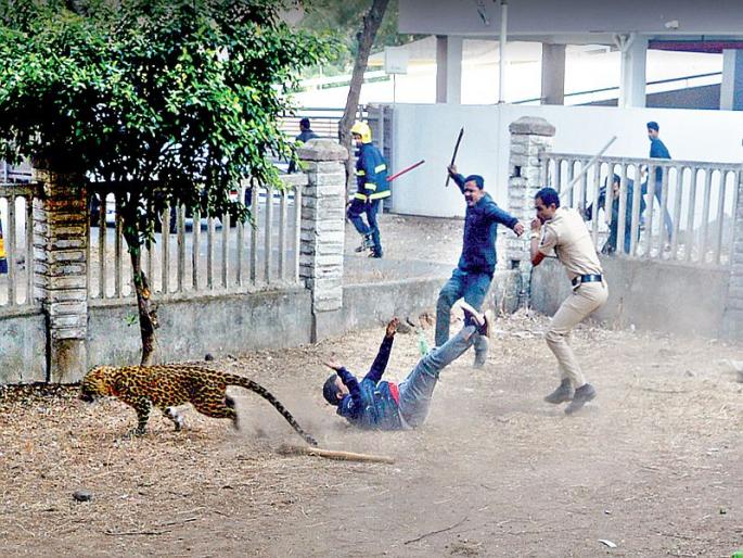 Animals flee forests in search of food & water | पशुपक्ष्यांच्या अधिवासावर गदा!
