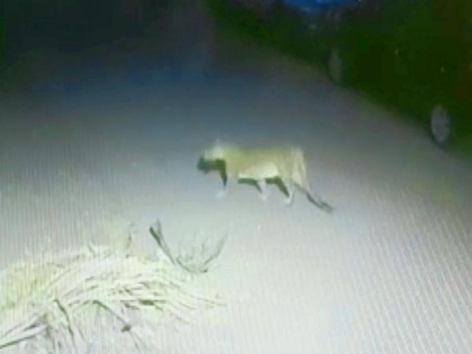  ... Analysts say that leopards are on patrol in Nashik | ...अन् नेटिझन्स म्हणे, बिबट्या नाशिकच्या ‘गस्ती’वर