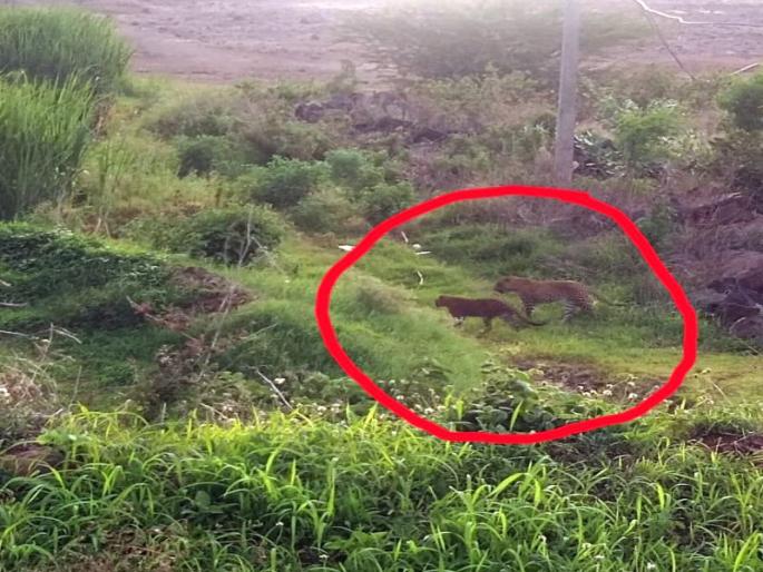 Bibat couple's darshan on Mohgaon's Pandav hill! | दारणाकाठालगत पिंजऱ्यांची तटबंदी : मोहगाव पांडव टेकडीवर बिबट जोडीचे दर्शन !