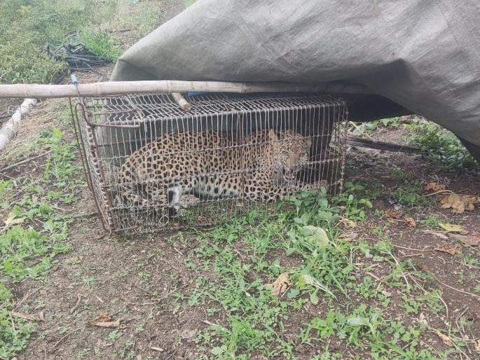 went hunting for chickens and got caught in a leopard stuck at nashik | कोंबड्यांची शिकार करायला गेला अन् बिबट्या खुराड्यात अडकला; नाशिकच्या कळवणमध्ये आश्चर्यकारक घटना went hunting for chickens and got caught in a leopard stuck at nashik | कोंबड्यांची शिकार करायला गेला अन् बिबट्या खुराड्यात अडकला; नाशिकच्या कळवणमध्ये आश्चर्यकारक घटना