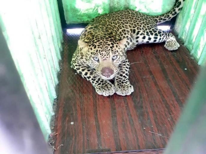 Two and a half year old leopard caged in Pimpalgaon pillar | पिंपळगाव खांबमध्ये अडीच वर्षाचा बिबट्या पिंजऱ्यात जेरबंद Two and a half year old leopard caged in Pimpalgaon pillar | पिंपळगाव खांबमध्ये अडीच वर्षाचा बिबट्या पिंजऱ्यात जेरबंद