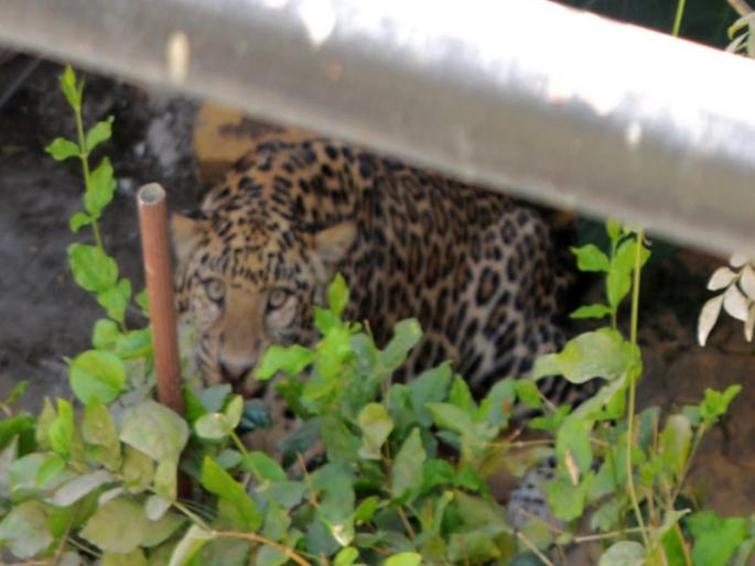 Savarkaran Nagar residents tremble: Panic scared; Eight hours search mission | सावरकरनगरवासीयांचा थरकाप : बिबट्या लोकवस्तीत शिरल्याने घबराट; आठ तास शोधमोहीम Savarkaran Nagar residents tremble: Panic scared; Eight hours search mission | सावरकरनगरवासीयांचा थरकाप : बिबट्या लोकवस्तीत शिरल्याने घबराट; आठ तास शोधमोहीम