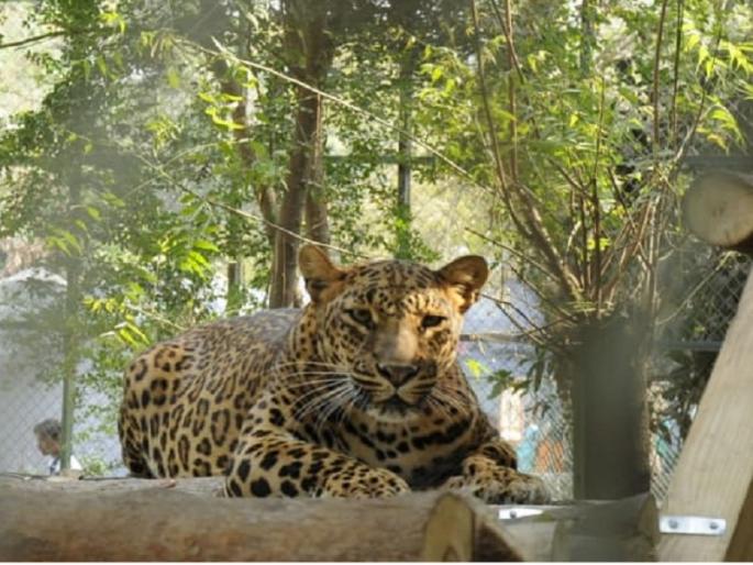 13-year-old sick female leopard 'Nazia' dies in Siddharth Park | सिद्धार्थ उद्यानातील १३ वर्षांच्या आजारी ‘नाझिया’चा मृत्यू 13-year-old sick female leopard 'Nazia' dies in Siddharth Park | सिद्धार्थ उद्यानातील १३ वर्षांच्या आजारी ‘नाझिया’चा मृत्यू