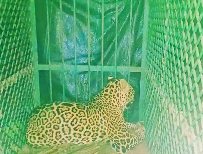 in ponda goa trap was set for the black panther but the leopard got stuck | सापळा लावला ब्लॅक पॅंथरसाठी अडकला मात्र बिबट्या in ponda goa trap was set for the black panther but the leopard got stuck | सापळा लावला ब्लॅक पॅंथरसाठी अडकला मात्र बिबट्या