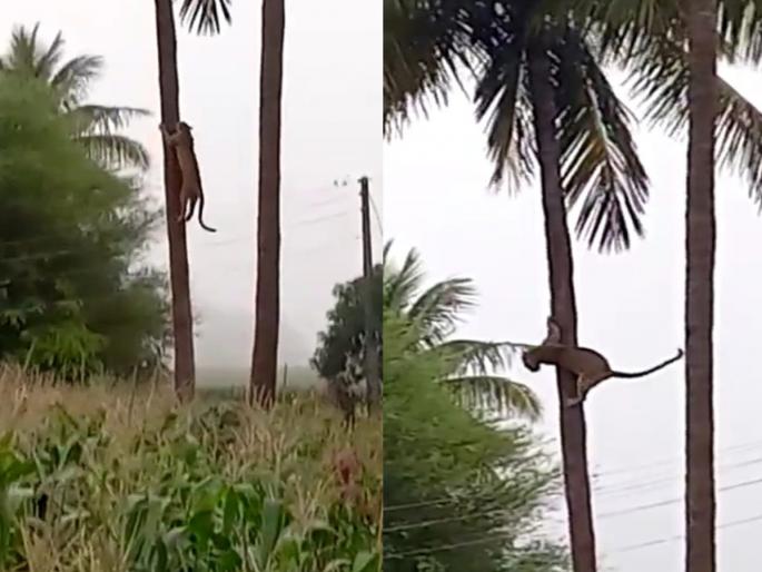 Two leopards having fun on a coconut tree, farmers shooting a little bit | दोन बिबट्यांची नारळाच्या झाडावर मस्ती, शूटिंग काढणाऱ्या शेतकऱ्यांची पळता भुई थोडी Two leopards having fun on a coconut tree, farmers shooting a little bit | दोन बिबट्यांची नारळाच्या झाडावर मस्ती, शूटिंग काढणाऱ्या शेतकऱ्यांची पळता भुई थोडी