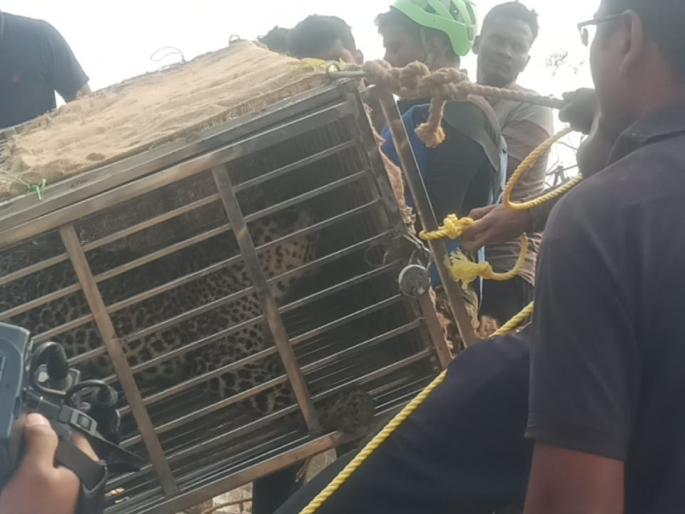 leopard that fell in the well got life after five and a half hours | विहिरीत पडलेल्या बिबट्याला साडेपाच तासानंतर मिळाले जीवदान leopard that fell in the well got life after five and a half hours | विहिरीत पडलेल्या बिबट्याला साडेपाच तासानंतर मिळाले जीवदान