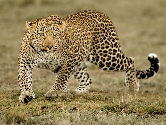 Leopard: Solution to the terror of leopards; 'Neutering' will be done, sirens will sound in the village! | Leopard: बिबट्यांच्या दहशतीवर उपाय; ‘नसबंदी’ करणार, गावात सायरन वाजणार!