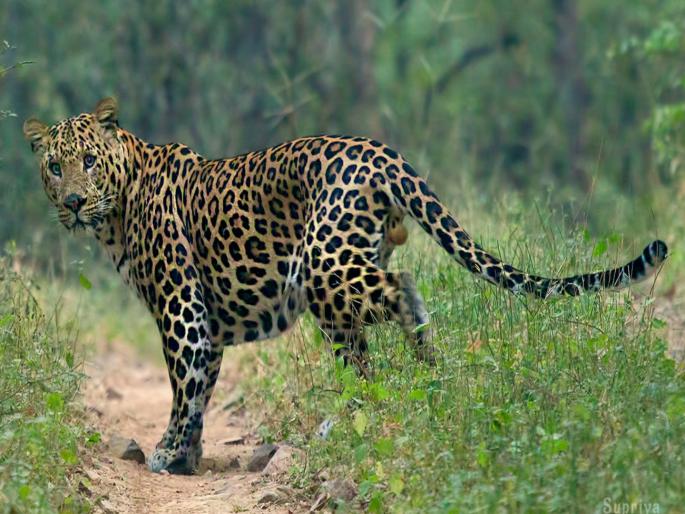 Four and a half year old boy attacked; Leopard scared off by mother's voice, boy survives | साडेचार वर्षाच्या चिमुकल्यावर हल्ला; आईच्या आवाजामुळे बिबट्या भेदरला अन् मुलगा वाचला