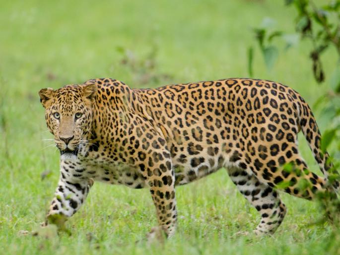 Leopard attacks two to three villagers in Pawana Tent Camping area in Maval, creating fear among tourists | मावळात पवना टेंट कॅम्पिंग परिसरात बिबट्या; दोन ते तीन ग्रामस्थांवर हल्ला, पर्यटकांमध्ये भीतीचे वातावरण Leopard attacks two to three villagers in Pawana Tent Camping area in Maval, creating fear among tourists | मावळात पवना टेंट कॅम्पिंग परिसरात बिबट्या; दोन ते तीन ग्रामस्थांवर हल्ला, पर्यटकांमध्ये भीतीचे वातावरण