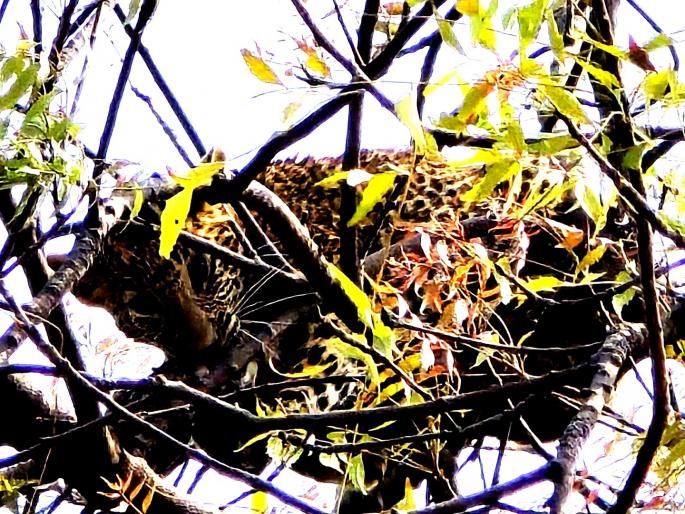 Stray leopard stays in a lemon tree; fear spreads among villagers | भरकटलेल्या बिबट्याचा लिंबाच्या झाडावर मुक्काम; ग्रामस्थांमध्ये पसरले भीतीचे वातावरण Stray leopard stays in a lemon tree; fear spreads among villagers | भरकटलेल्या बिबट्याचा लिंबाच्या झाडावर मुक्काम; ग्रामस्थांमध्ये पसरले भीतीचे वातावरण