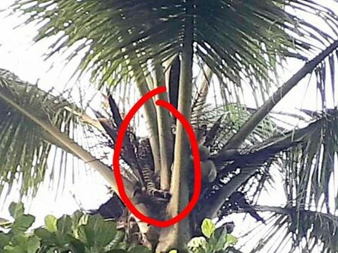 leopard climbed on 20 feet coconut tree in sawantwadi | ...अन् बिबट्या थेट भरवस्तीतल्या 20 फूट उंच नारळाच्या झाडावर चढला leopard climbed on 20 feet coconut tree in sawantwadi | ...अन् बिबट्या थेट भरवस्तीतल्या 20 फूट उंच नारळाच्या झाडावर चढला