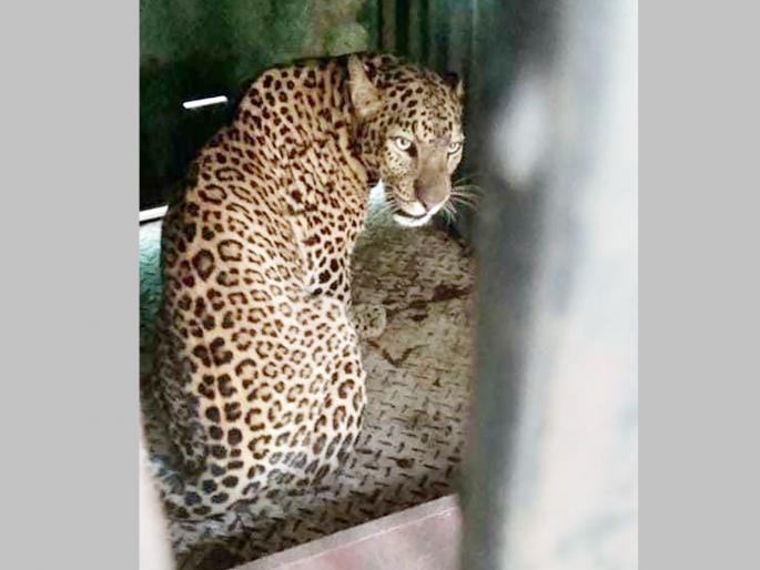Finally, a leopard is captured in Vanvewadi; Is it the one who took the woman's life or someone else? | अखेर वनवेवाडीत बिबट्या जेरबंद; महिलेच्या नरडीचा घोट घेणारा हाच की दूसरा?