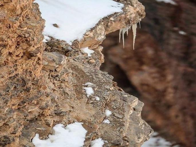 Snow leopard photo viral on social media more than 25000 people liked | ह्या फोटोमध्ये दडलाय एक बिबट्या; शोधून काढल्यास आनंदाने वाजवाल शिट्ट्या