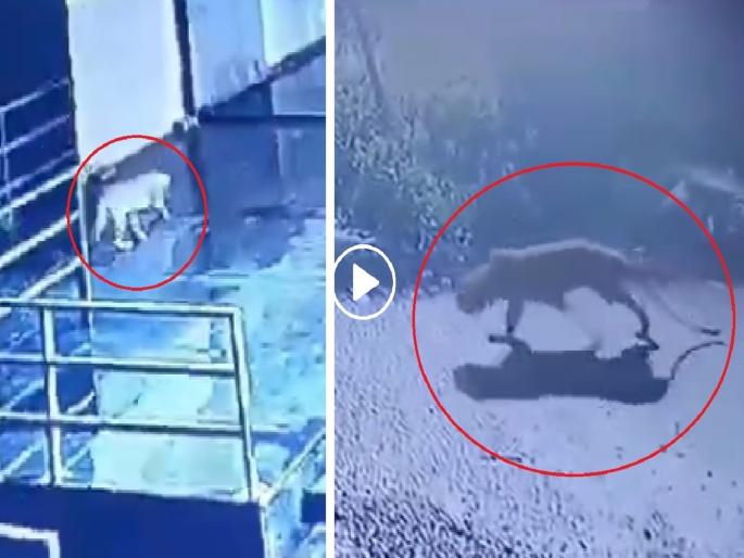 Free movement of leopards in Chhatrapati Sambhajinagar; Early in the morning in Prozone Mall, probability of 3 leopards in city | छत्रपती संभाजीनगरात बिबट्याचा मुक्तसंचार; प्रोझोन मॉलमध्ये दर्शन,तीन बिबट्या असल्याची चर्चा Free movement of leopards in Chhatrapati Sambhajinagar; Early in the morning in Prozone Mall, probability of 3 leopards in city | छत्रपती संभाजीनगरात बिबट्याचा मुक्तसंचार; प्रोझोन मॉलमध्ये दर्शन,तीन बिबट्या असल्याची चर्चा