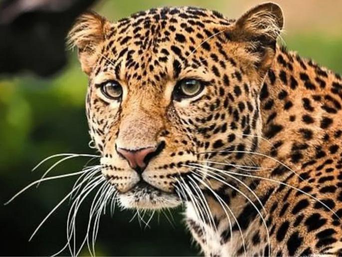 Pune leopard ran away out of park Anathalay of Katraj Udayanalay still park is not closed for security reasons | कात्रज उद्यानालयाच्या अनाथालयातून बिबट्या पळाला; अधिकाऱ्यांकडून माहिती देण्यास टाळाटाळ Pune leopard ran away out of park Anathalay of Katraj Udayanalay still park is not closed for security reasons | कात्रज उद्यानालयाच्या अनाथालयातून बिबट्या पळाला; अधिकाऱ्यांकडून माहिती देण्यास टाळाटाळ