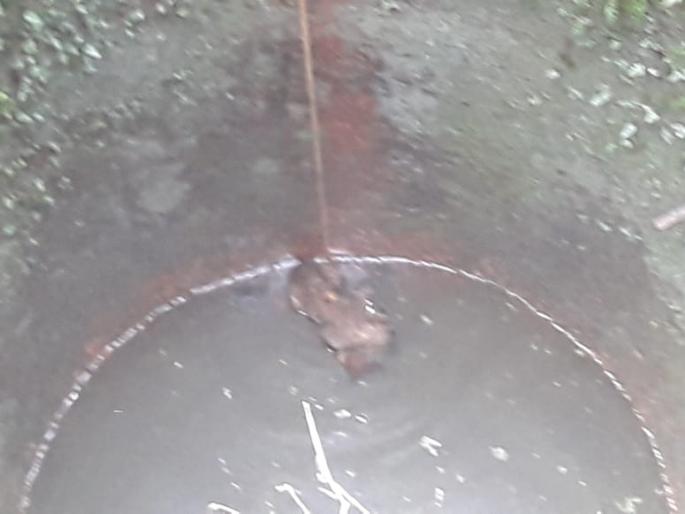 The leopard fell into the well | चरवेलीत बिबट्या पडला विहिरीत, वन विभागाचे कर्मचारी रवाना The leopard fell into the well | चरवेलीत बिबट्या पडला विहिरीत, वन विभागाचे कर्मचारी रवाना