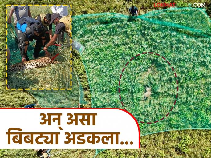 Latest News Leopard Rescue Leopard hidden in wheat field caught with help of drone in nashik | Leopard Rescue : गव्हाच्या शेतात लपलेला बिबट्या ड्रोनच्या साहाय्याने कसा पकडला? वाचा सविस्तर  Latest News Leopard Rescue Leopard hidden in wheat field caught with help of drone in nashik | Leopard Rescue : गव्हाच्या शेतात लपलेला बिबट्या ड्रोनच्या साहाय्याने कसा पकडला? वाचा सविस्तर