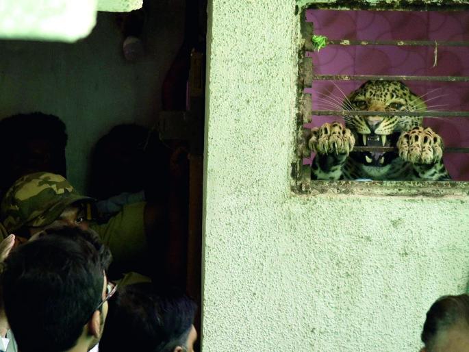 A leopard attacked an open house early in the morning | पहाटे उघड्या घरात शिरला बिबट्या; झोपलेल्या व्यक्तीवर केला हल्ला