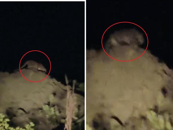 Wheat was to be sown, but leopards appeared in front; Thrill in the fields along Samruddhi Highway! | गव्हाची पेरणी करायची होती, पण समोर दिसले बिबटे; समृद्धी महामार्गालगतच्या शेतात थरार! Wheat was to be sown, but leopards appeared in front; Thrill in the fields along Samruddhi Highway! | गव्हाची पेरणी करायची होती, पण समोर दिसले बिबटे; समृद्धी महामार्गालगतच्या शेतात थरार!