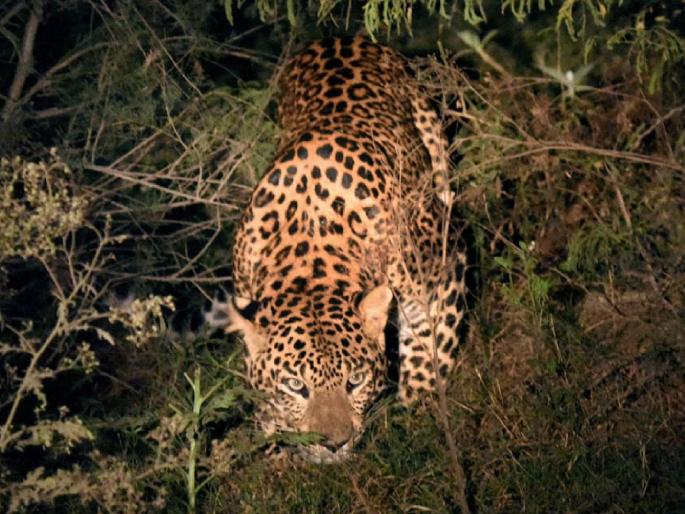 The leopard tried to attack the siblings between Kapuskhed and Nerle in Walwa taluka Sangli district | अंगाचा थरकाप उडवणारी घटना; रात्रीची वेळ, बिबट्याने सुमारे दीडशे मीटरपर्यंत दुचाकीचा केला पाठलाग The leopard tried to attack the siblings between Kapuskhed and Nerle in Walwa taluka Sangli district | अंगाचा थरकाप उडवणारी घटना; रात्रीची वेळ, बिबट्याने सुमारे दीडशे मीटरपर्यंत दुचाकीचा केला पाठलाग