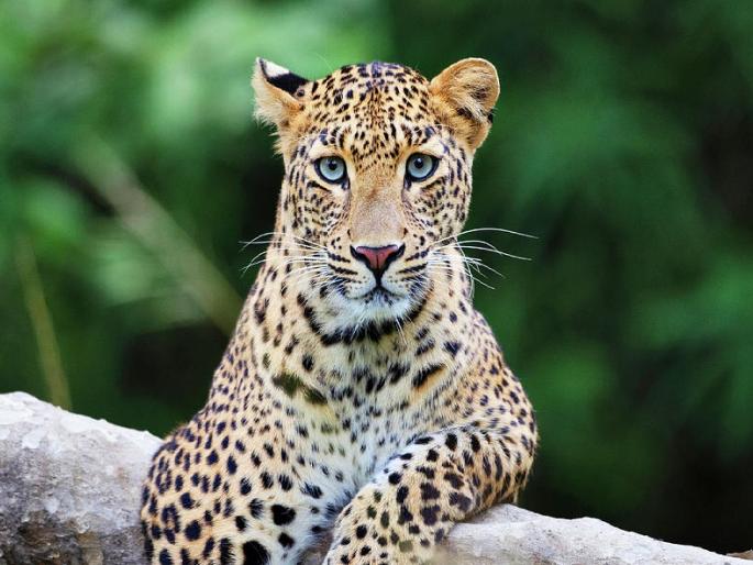 It is a crime under forest law to endanger the lives of wild animals by declaring their habitat | बिबट्या आढळल्याचे व्हिडिओ आणि फोटो सोशल मीडियावर टाकताय?, दाखल होवू शकतो गुन्हा It is a crime under forest law to endanger the lives of wild animals by declaring their habitat | बिबट्या आढळल्याचे व्हिडिओ आणि फोटो सोशल मीडियावर टाकताय?, दाखल होवू शकतो गुन्हा