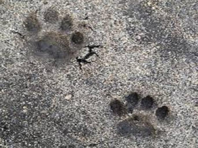 Fear of leopards affects farming activities in Godakath area | बिबट्याच्या दहशतीने गोदाकाठ परिसरात शेतीची कामे प्रभावीत Fear of leopards affects farming activities in Godakath area | बिबट्याच्या दहशतीने गोदाकाठ परिसरात शेतीची कामे प्रभावीत