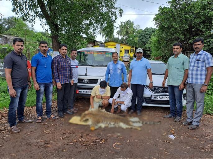 Crime News Sindhudurg Two leopard skin smugglers arrested as skins cars worth 11 lakh seized | तळेरे: बिबट्याच्या कातड्याची तस्करी करणाऱ्या दोघांना घेतलं ताब्यात Crime News Sindhudurg Two leopard skin smugglers arrested as skins cars worth 11 lakh seized | तळेरे: बिबट्याच्या कातड्याची तस्करी करणाऱ्या दोघांना घेतलं ताब्यात