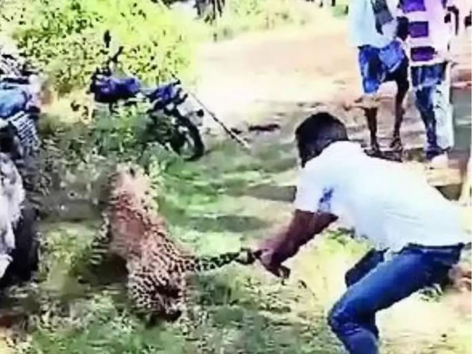 The leopard walked towards the children, the farmer grabbed its tail, then... | बिबट्याने मुलांच्या दिशेने चाल केली, शेतकऱ्याने त्याची शेपटीच पकडली, त्यानंतर... 