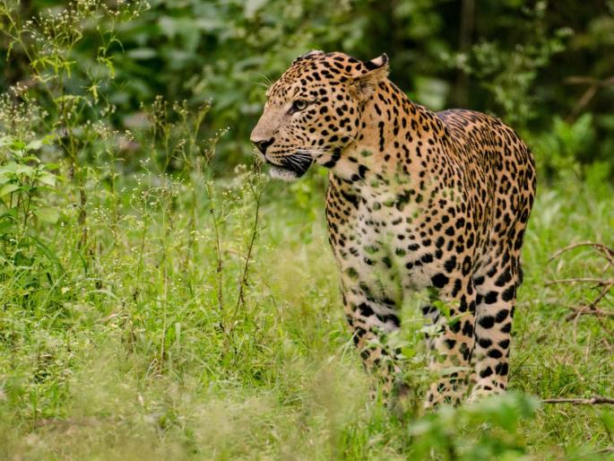 leopard seen in garden near sanjay gandhi national park | ठाण्याच्या फुलपाखरु उद्यानात सकाळी दिसला बिबट्या leopard seen in garden near sanjay gandhi national park | ठाण्याच्या फुलपाखरु उद्यानात सकाळी दिसला बिबट्या
