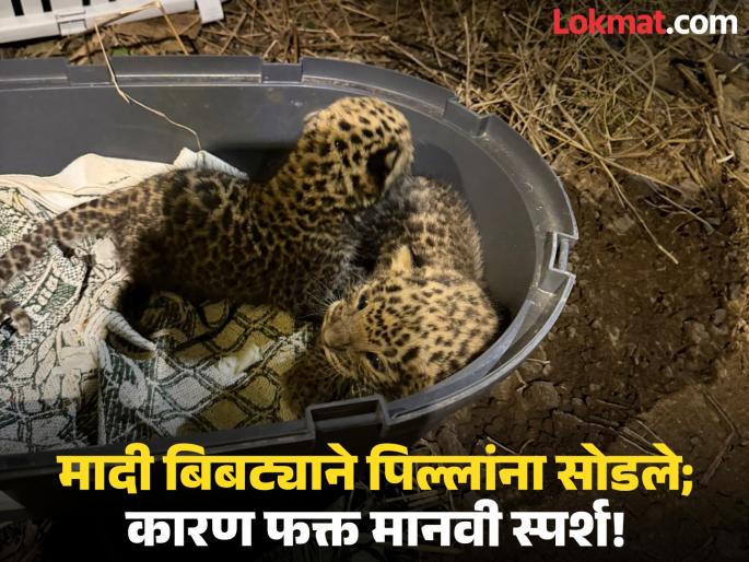 The Cruel Price of a Touch: Leopard Mother Rejects Cubs After Detecting Human Scent | ऊसात सापडलेल्या बिबट्याच्या पिल्लांना मानवी स्पर्श, मादी येते पण 'गंध' ओळखून नेत नाही!