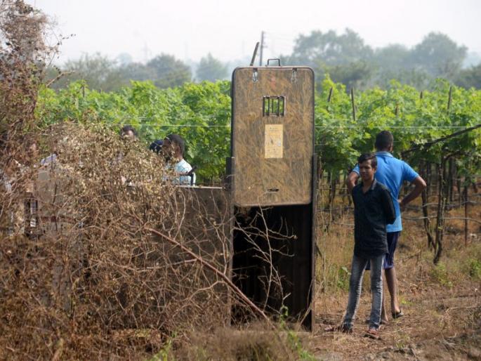Cage posted: Bibeta's sight near Manje's sugarcane farm | पिंजरा तैनात : मौजे मानूरच्या ऊसशेतीजवळ बिबट्याचे दर्शन