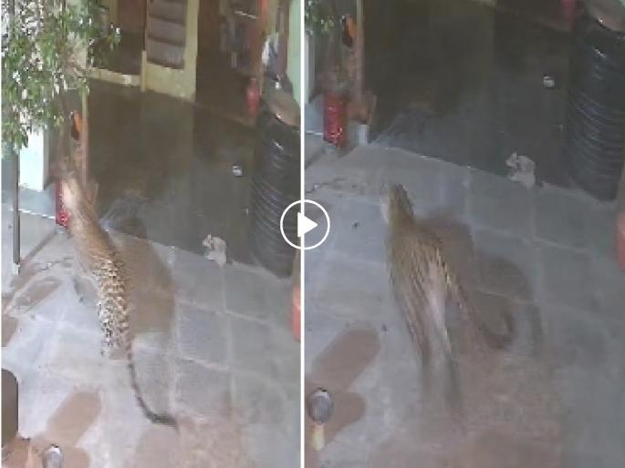 Leopard directly enter into the house from the side roof; Fear among citizens due to free movement of leopards in Udgir | शेजारच्या छतावरून बिबट्याची थेट घरात एंट्री; बिबट्याच्या मुक्त संचाराने उदगीरकरांत भीती Leopard directly enter into the house from the side roof; Fear among citizens due to free movement of leopards in Udgir | शेजारच्या छतावरून बिबट्याची थेट घरात एंट्री; बिबट्याच्या मुक्त संचाराने उदगीरकरांत भीती