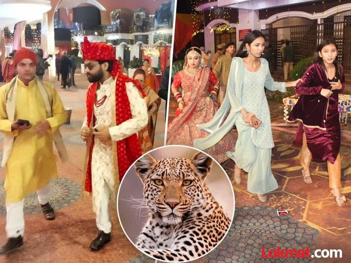 A leopard entered the wedding hall, a procession of groomsmen, the bride ran away, the groom jumped out of the window, finally... | लग्नाच्या हॉलमध्ये घुसला बिबट्या, वऱ्हाड्यांची तारांबळ, वधू पळाली, वराने खिडकीतून उडी मारली, अखेर... A leopard entered the wedding hall, a procession of groomsmen, the bride ran away, the groom jumped out of the window, finally... | लग्नाच्या हॉलमध्ये घुसला बिबट्या, वऱ्हाड्यांची तारांबळ, वधू पळाली, वराने खिडकीतून उडी मारली, अखेर...