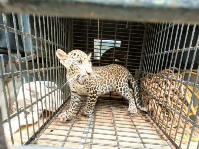 The forest department gave life to the leopard that fell into the well in Vengurla | भक्षाच्या शोधात धावताना बिबट्याचा बछडा पडला विहिरीत, वनविभागानं दिलं जीवदान The forest department gave life to the leopard that fell into the well in Vengurla | भक्षाच्या शोधात धावताना बिबट्याचा बछडा पडला विहिरीत, वनविभागानं दिलं जीवदान