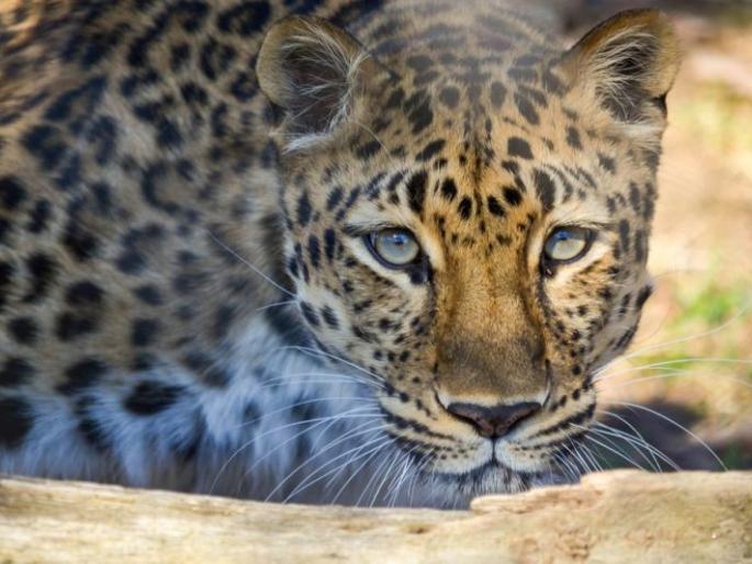 In Gadchiroli, the leopard was bitten by a hen | गडचिरोलीत बिबट्याला लागली कोंबड्यांची चटक In Gadchiroli, the leopard was bitten by a hen | गडचिरोलीत बिबट्याला लागली कोंबड्यांची चटक