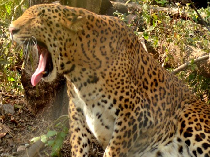 Penalty for non-payment of damages due to wild animal attacks | वन्यप्राण्यांच्या हल्ल्यातील नुकसानाची भरपाई वेळेत न दिल्यास संबंधितास दंड Penalty for non-payment of damages due to wild animal attacks | वन्यप्राण्यांच्या हल्ल्यातील नुकसानाची भरपाई वेळेत न दिल्यास संबंधितास दंड