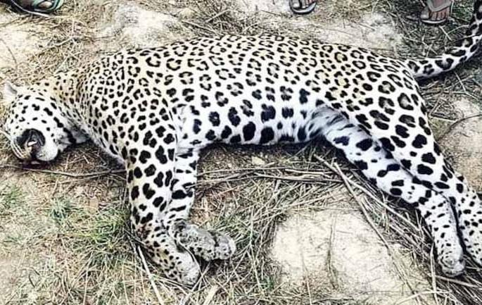 The cannibalistic leopard of Karmalya was shot by Mohite-Patal of Akluj! | करमाळ्याच्या नरभक्षक बिबट्याला अकलूजच्या मोहिते-पाटलांनीच गोळ्या घातल्या ! The cannibalistic leopard of Karmalya was shot by Mohite-Patal of Akluj! | करमाळ्याच्या नरभक्षक बिबट्याला अकलूजच्या मोहिते-पाटलांनीच गोळ्या घातल्या !