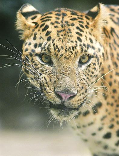 The blaze hit a house in the house and both were seriously injured | आगीमुळे चवताळलेल्या बिबट्याचा घरात घुसून हल्ला, दोघे गंभीर जखमी The blaze hit a house in the house and both were seriously injured | आगीमुळे चवताळलेल्या बिबट्याचा घरात घुसून हल्ला, दोघे गंभीर जखमी