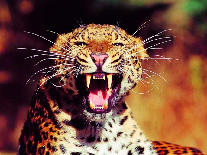 Calf killed in puppet attack | पिंपरी शिवारात बिबट्याच्या हल्ल्यात वासरू ठार Calf killed in puppet attack | पिंपरी शिवारात बिबट्याच्या हल्ल्यात वासरू ठार