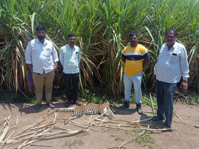 Panic as dead leopard cub found in Galandwadi; Fear among farmers | गलांडवाडीत मृत बिबट्याचे पिल्लू आढळल्याने घबराट; शेतकऱ्यांमध्ये भीतीचे वातावरण Panic as dead leopard cub found in Galandwadi; Fear among farmers | गलांडवाडीत मृत बिबट्याचे पिल्लू आढळल्याने घबराट; शेतकऱ्यांमध्ये भीतीचे वातावरण
