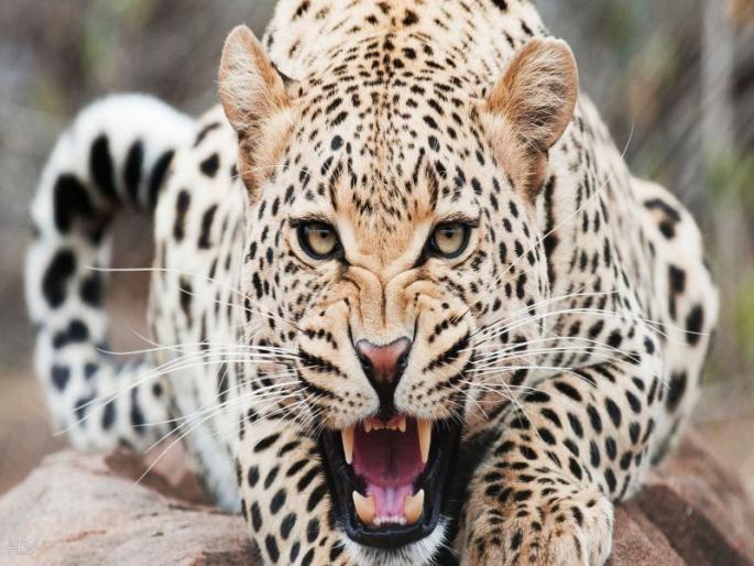 Child death in Maldad town by leopard attack | मालदाड गावात बिबट्याच्या हल्ल्यात बालिकेचा मृत्यू Child death in Maldad town by leopard attack | मालदाड गावात बिबट्याच्या हल्ल्यात बालिकेचा मृत्यू