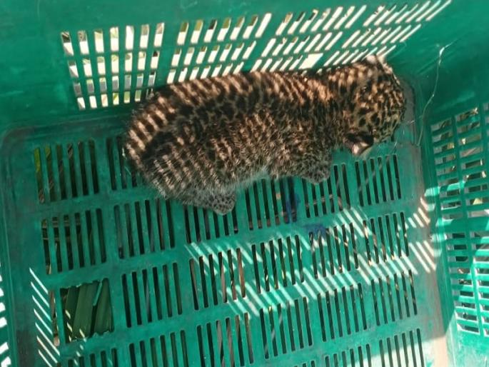 Two leopard cubs were found during sugarcane harvesting in Shingwe | Pune | शिंगवेत ऊसतोड सुरू असताना सापडले बिबट्याचे दोन बछडे Two leopard cubs were found during sugarcane harvesting in Shingwe | Pune | शिंगवेत ऊसतोड सुरू असताना सापडले बिबट्याचे दोन बछडे