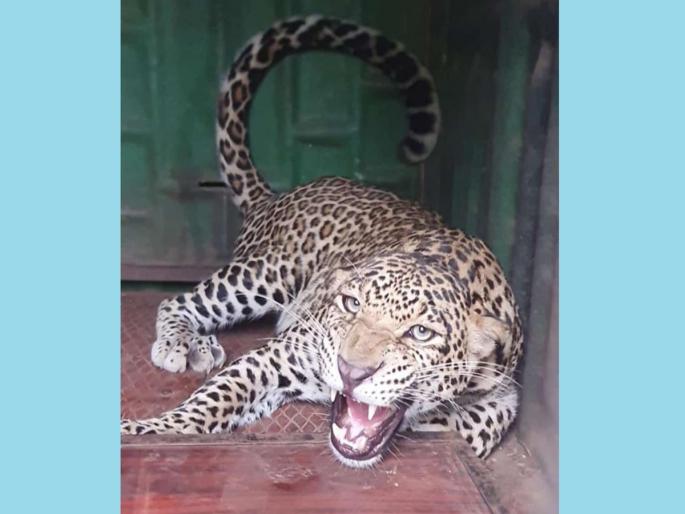40 cages were set up to catch the leopard at Kalwadi, the leopard was finally jailed | काळवाडी येथे बिबट्याला पकडण्यासाठी लावले ४० पिंजरे, बिबट्या अखेर जेरबंद 40 cages were set up to catch the leopard at Kalwadi, the leopard was finally jailed | काळवाडी येथे बिबट्याला पकडण्यासाठी लावले ४० पिंजरे, बिबट्या अखेर जेरबंद