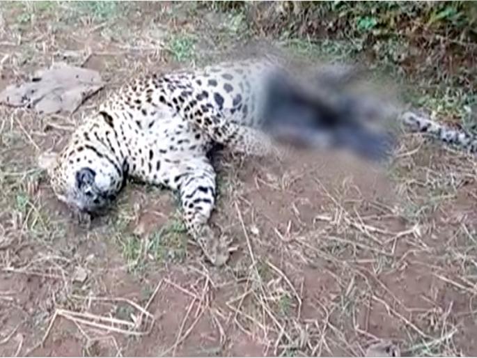 Leopard dies in vehicle crash | वाहनाच्या धडकेने बिबट्याचा मृत्यू Leopard dies in vehicle crash | वाहनाच्या धडकेने बिबट्याचा मृत्यू